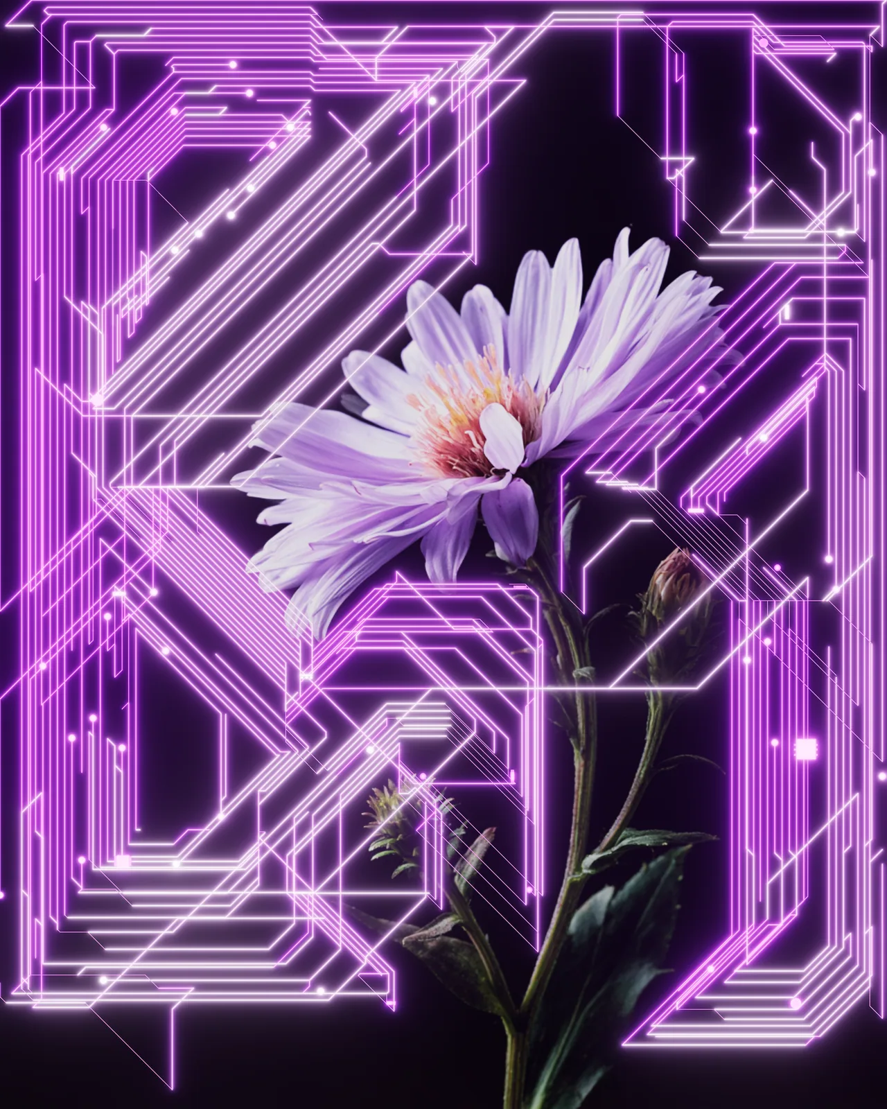 The same aster under a dense web of glowing purple circuit traces running straight and diagonal, with small pads and dots, over the black background.