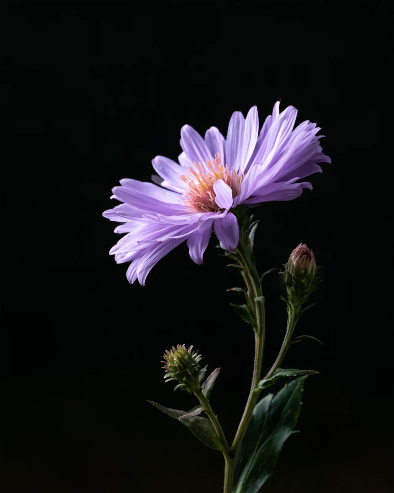 A lilac aster with a pink center, two closed buds and dark green leaves on a thin stem, lit against a plain black background.