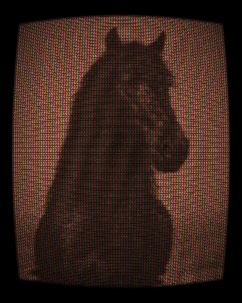 CRT Effect on a photo of a black horse
