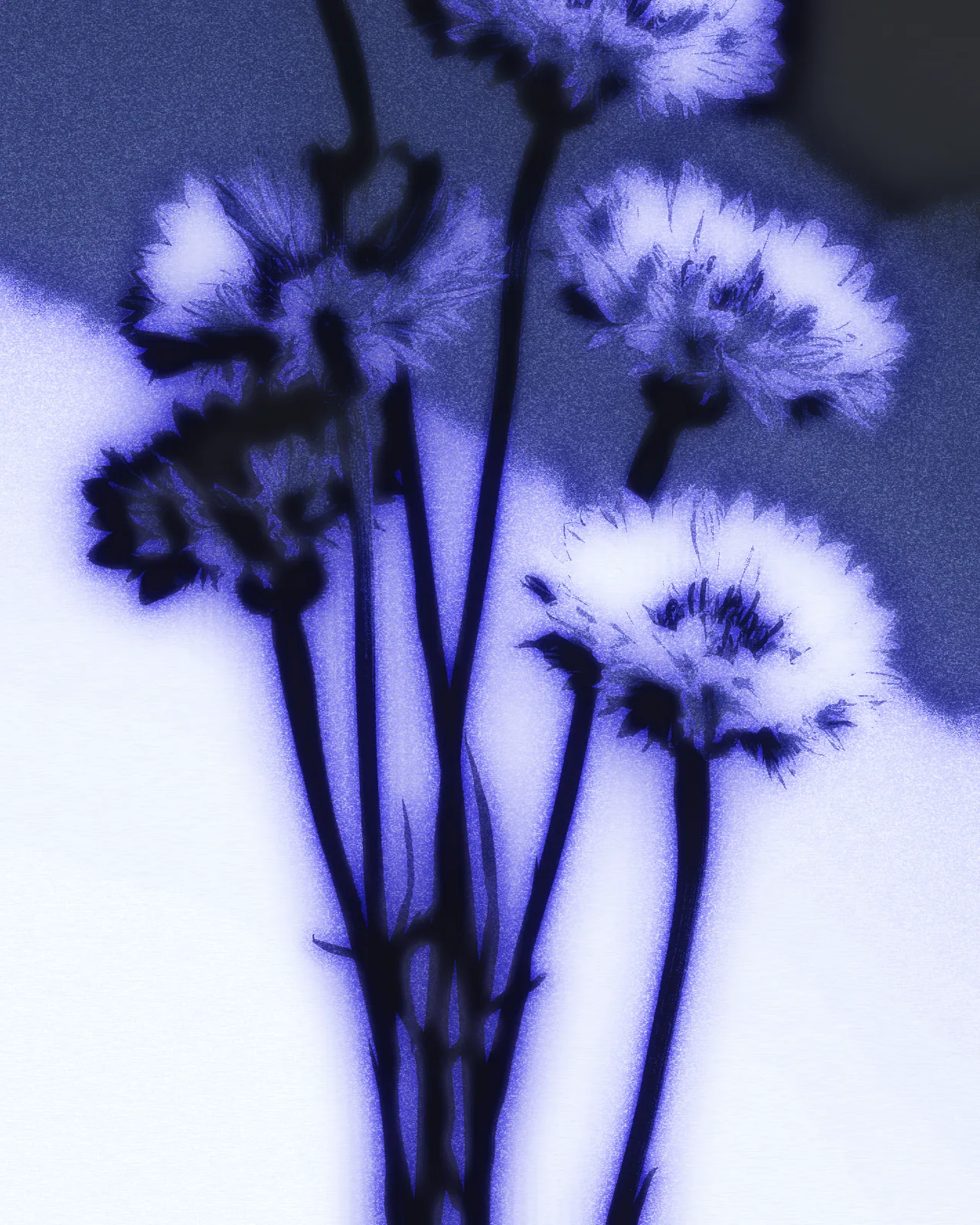 The same cornflowers rendered in deep blue and violet washes on pale paper, with dark bleeding stems, soft edges and fine grain.