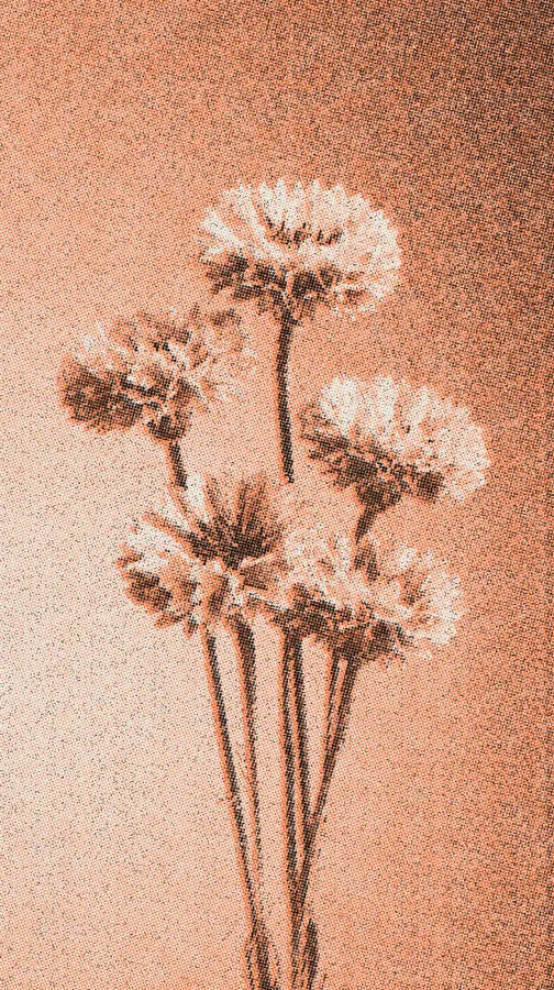 Halftone Effect on a photo of blue cornflowers