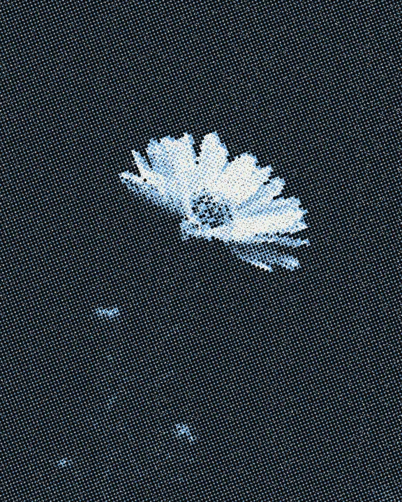 Halftone Effect on a photo of a purple aster