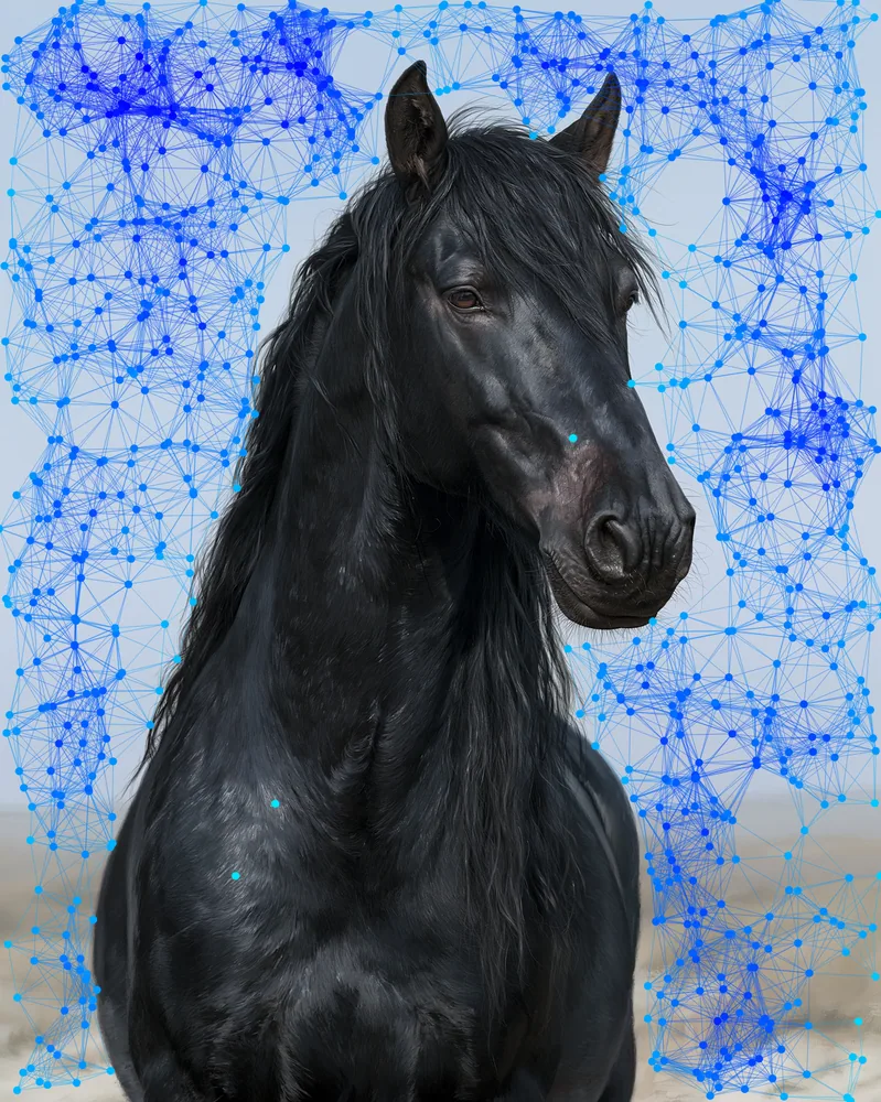Plexus Effect on a photo of a black horse