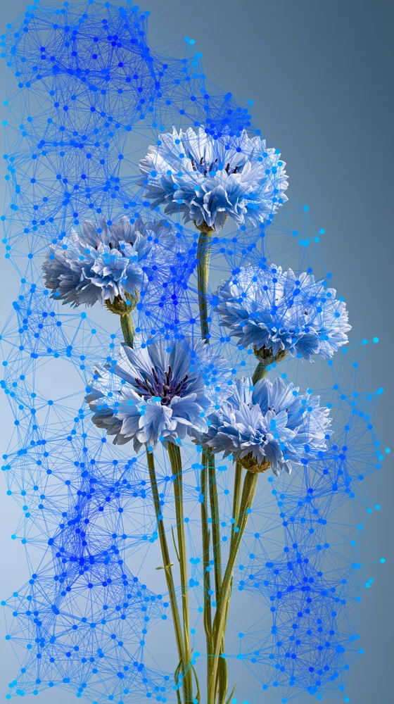 Plexus Effect on a photo of blue cornflowers