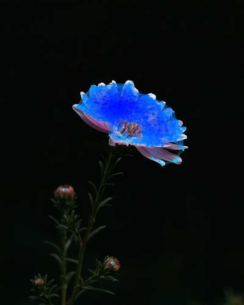 Plexus Effect on a photo of a purple aster