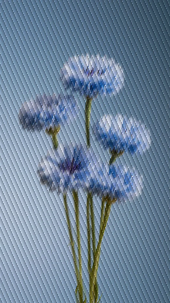 Reeded Glass Effect on a photo of blue cornflowers