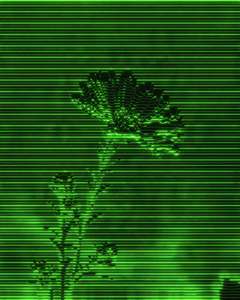 Wave Lines Effect on a photo of a purple aster